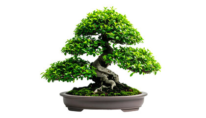 A vibrant bonsai tree, intricately shaped, thrives in a shallow pot against a black backdrop