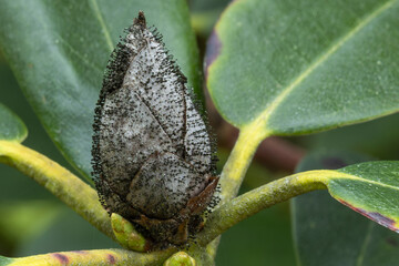 Rhododendron Knospe Pilzbefall 