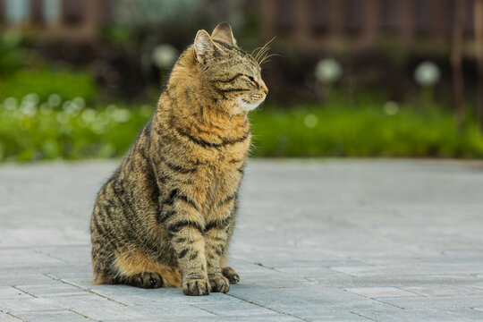 getigerte Hauskatze