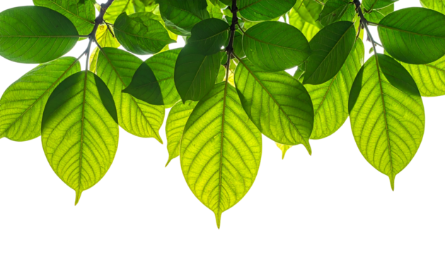 Green leaves hang from branches against a dark background, backlit by the sun