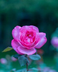 pink rose in garden