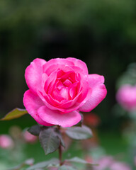 pink rose in garden