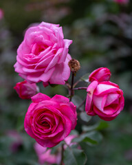 pink roses in garden