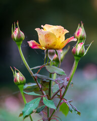 yellow rose on a black background