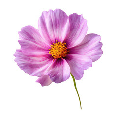 Fototapeta premium A single stunning pink cosmos flower with white streaks and a golden center stands out 