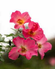 pink hibiscus flower