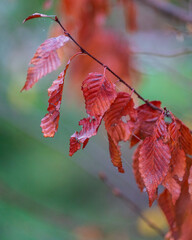 red autumn leaves