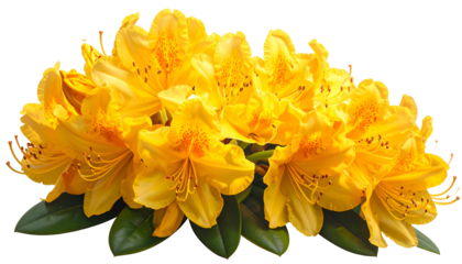 A vibrant cluster of yellow flowers with orange spots and green leaves (1)