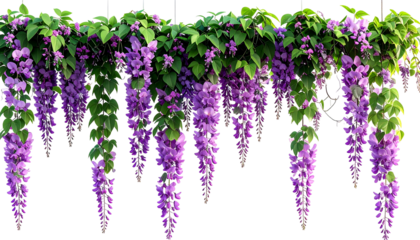 Cascading wisteria flowers with purple blooms and vibrant green leaves on black background