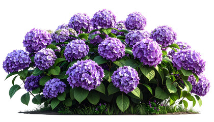Lush purple flowering hydrangea bush with abundant blooms and green foliage