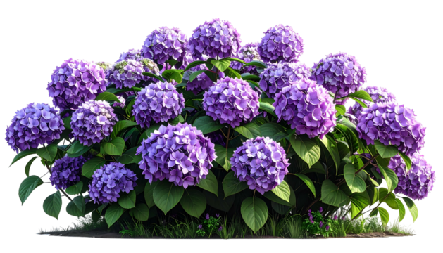 Lush purple flowering hydrangea bush with abundant blooms and green foliage