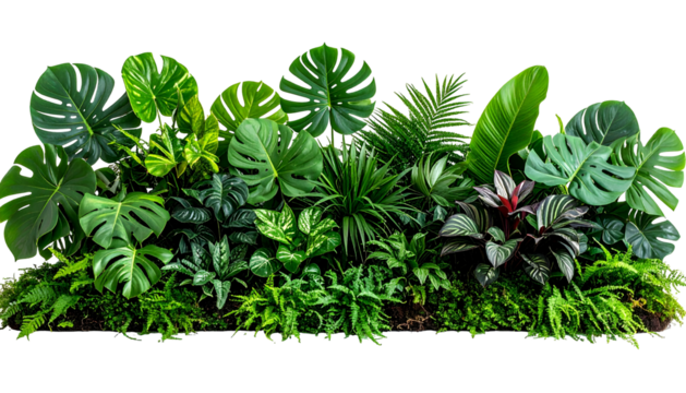 Lush assortment of vibrant tropical foliage against a black backdrop