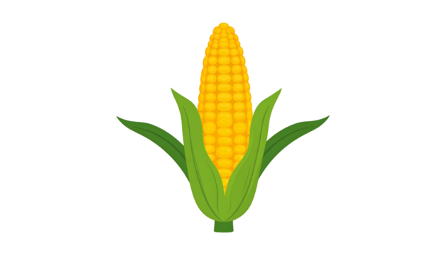 Bright yellow corn on the cob with green husks, vector illustration