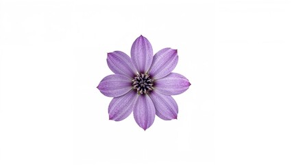 Fototapeta premium Single purple flower with petals and detailed center.