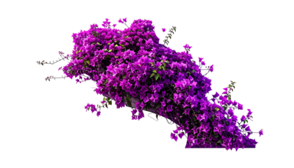 Lush, vibrant purple flowering bush with green foliage against a black backdrop