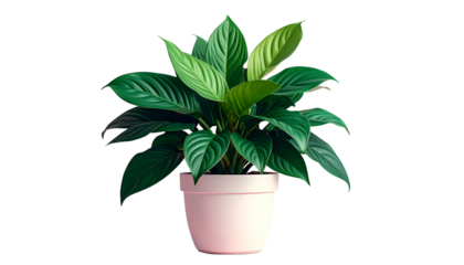 A lush, vibrant green plant with broad leaves sits in a light pink ceramic pot on black