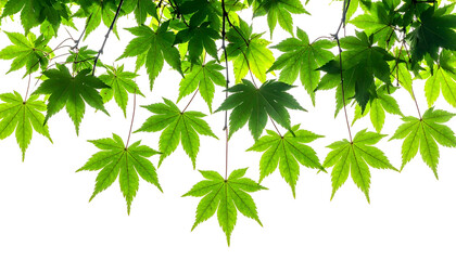 Close-up of vibrant, sunlit, green maple leaves against a black background