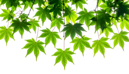 Close-up of vibrant, sunlit, green maple leaves against a black background