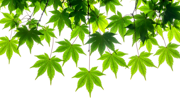 Close-up of vibrant, sunlit, green maple leaves against a black background