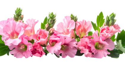 Close-up of vibrant pink flowers with green buds and foliage on a black background