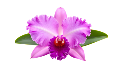 Isolated vibrant pink orchid bloom with dark purple center, green leaves, against black backdrop