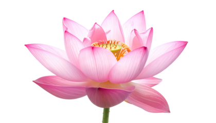 Close-up of a vibrant pink lotus flower, with intricate petals, on a black background