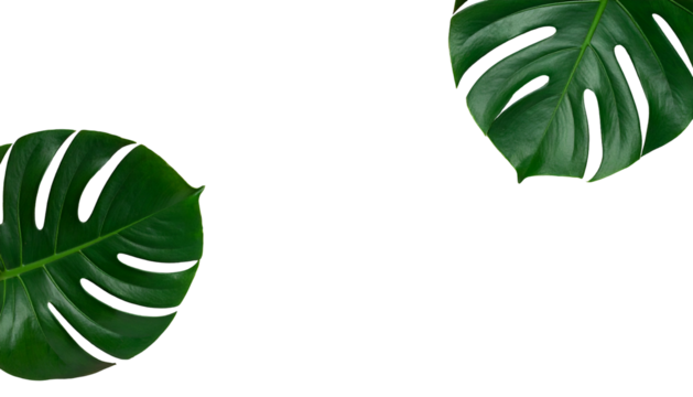 Two vibrant, glossy Monstera deliciosa leaves on stark, solid black background