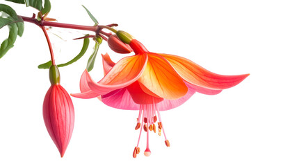 A close-up of vibrant pink and orange Fuchsia flowers, partially in bloom with buds