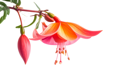 A close-up of vibrant pink and orange Fuchsia flowers, partially in bloom with buds