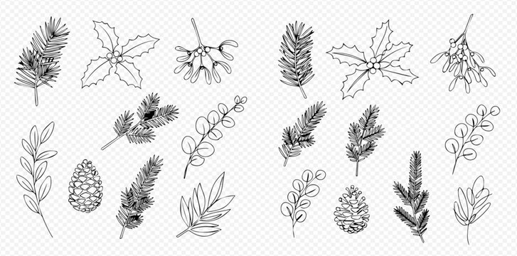 Hand-drawn collection of various winter and evergreen plant elements, including pine branches, holly leaves, mistletoe, and a pinecone in line art style.