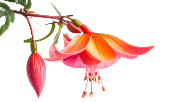 A close-up of vibrant pink and orange Fuchsia flowers, partially in bloom with buds