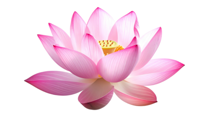 Isolated vibrant pink lotus flower, delicate petals, golden center, against a black backdrop