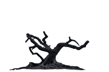 Leafless old spooky tree with twisted branches and eerie silhouette, isolated on a white or transparent PNG background. Perfect for Halloween artwork, horror design, fantasy scenes, and dark nature co