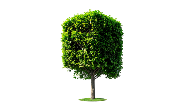 A neatly trimmed square-shaped tree stands against a stark black backdrop