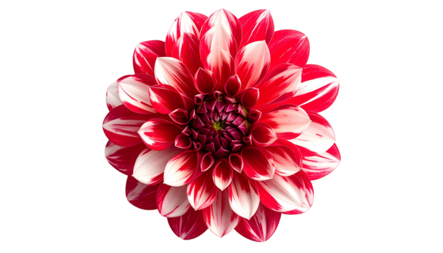 A vibrant dahlia bloom with red and white striped petals, isolated on a black background