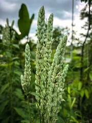Close-up of a beautiful white and green Justicia brandegeeana plant