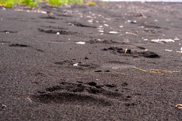 Tracks on a quiet black sand beach in Russia during a peaceful afternoon