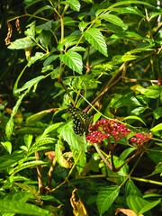A vibrant butterfly rests on a leaf surrounded by lush green foliage