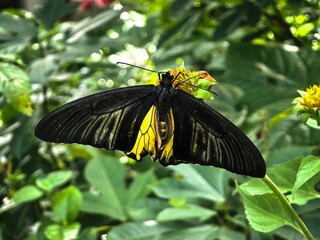 A vibrant golden birdwing butterfly perched on a flower in its natural habitat