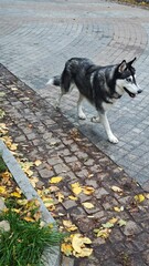 Dog walking on a paved path covered with autumn leaves in a park. The image expresses the concept of companionship, freedom, and outdoor activity in fall