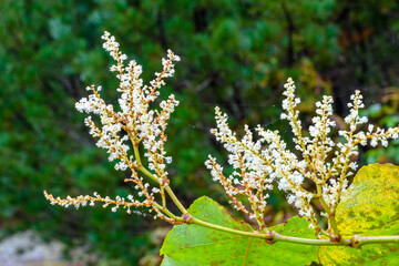 Delicate white flowers bloom on green leaves in a Russian forest setting