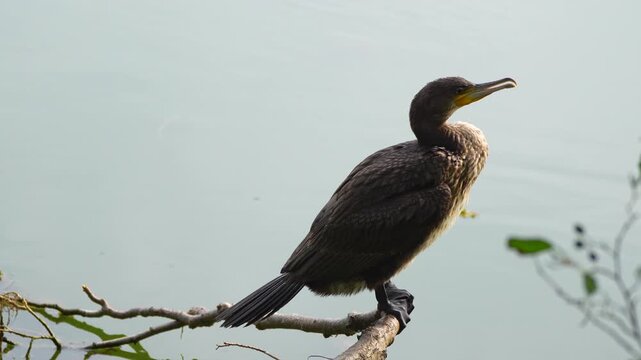 
a young cormorant near the water