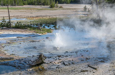 Bubbling Geyser in a Geothermal pool in Norris Geyser Basin, Yellowstone Park. Wyoming, USA