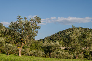 Fototapeta premium Spectacular photos of olive trees
