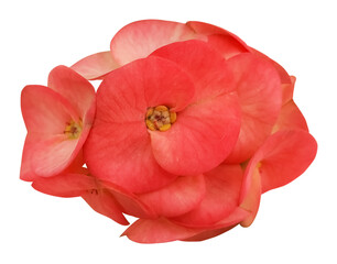 Cluster of Euphorbia milii flowers in full bloom