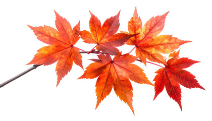 Close-up of vibrant, red-orange maple leaves on a branch against a transparent background