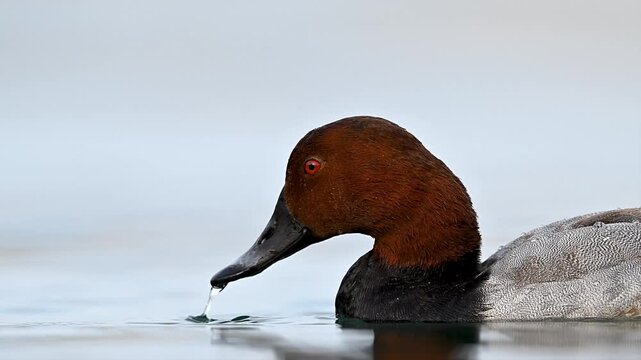Pochard duck is swimming on sea