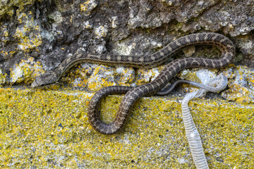 Snake basking on a rocky surface in the natural habitat of Russia