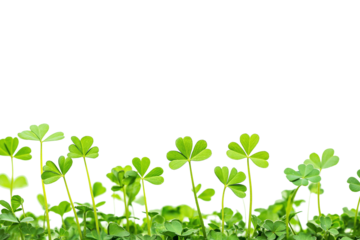Growing green clovers in a bright white environment nature close-up fresh botanical beauty minimalist view natural concept