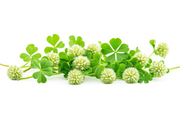 Clover plants arrangement nature botanical photography studio setting close-up organic beauty